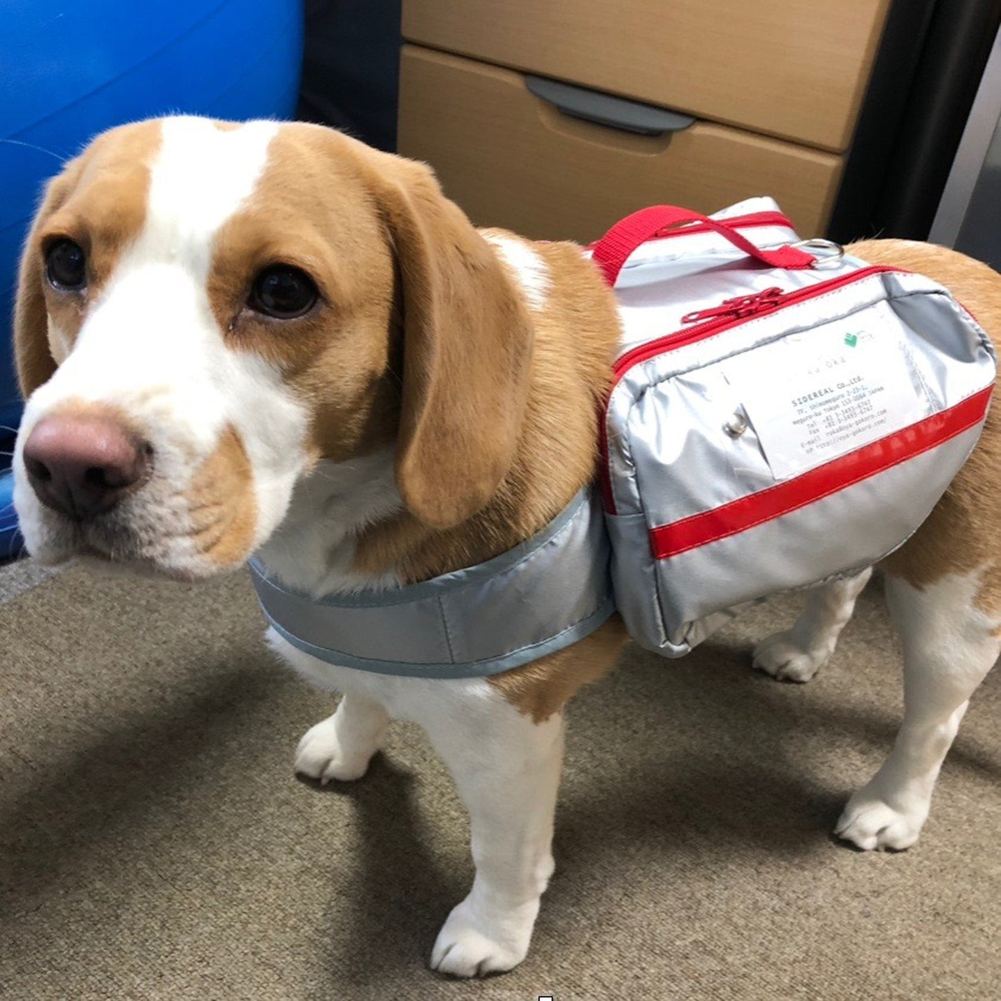 避難バッグを背負ったビーグル犬