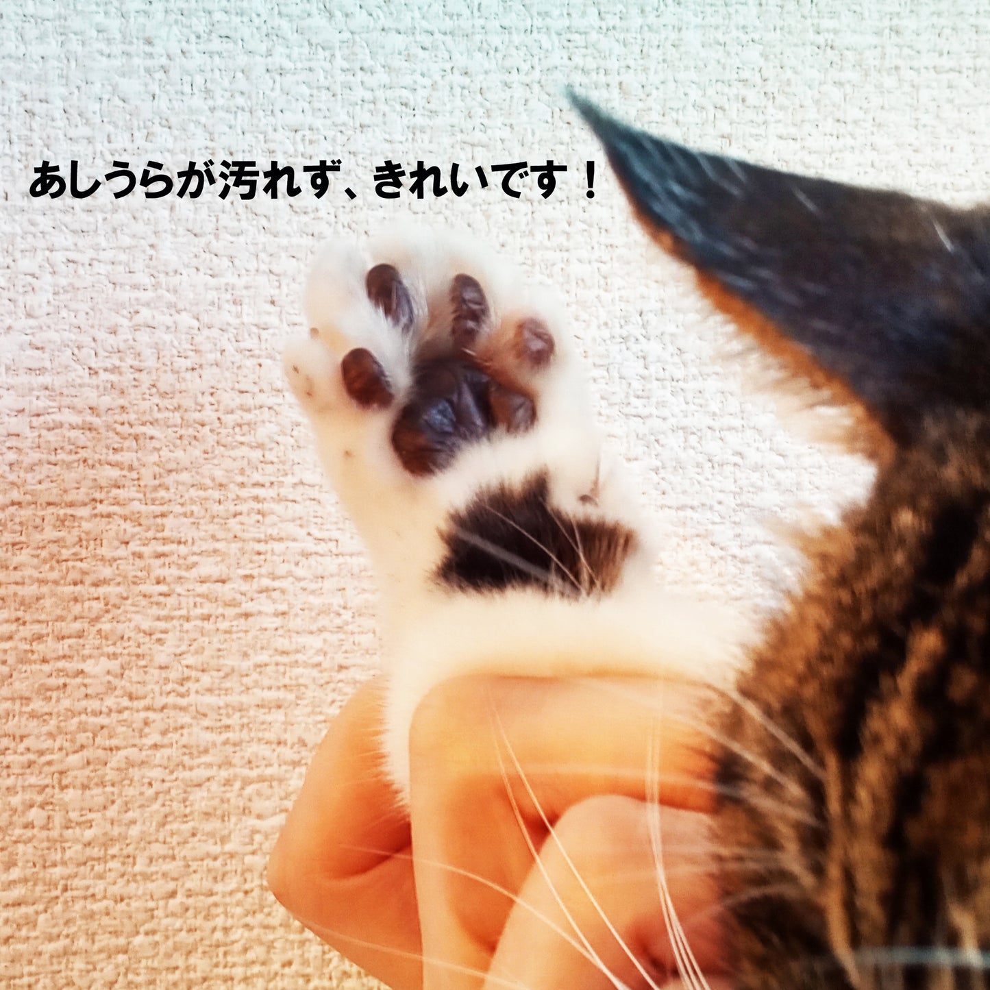 足あとスタンプ
