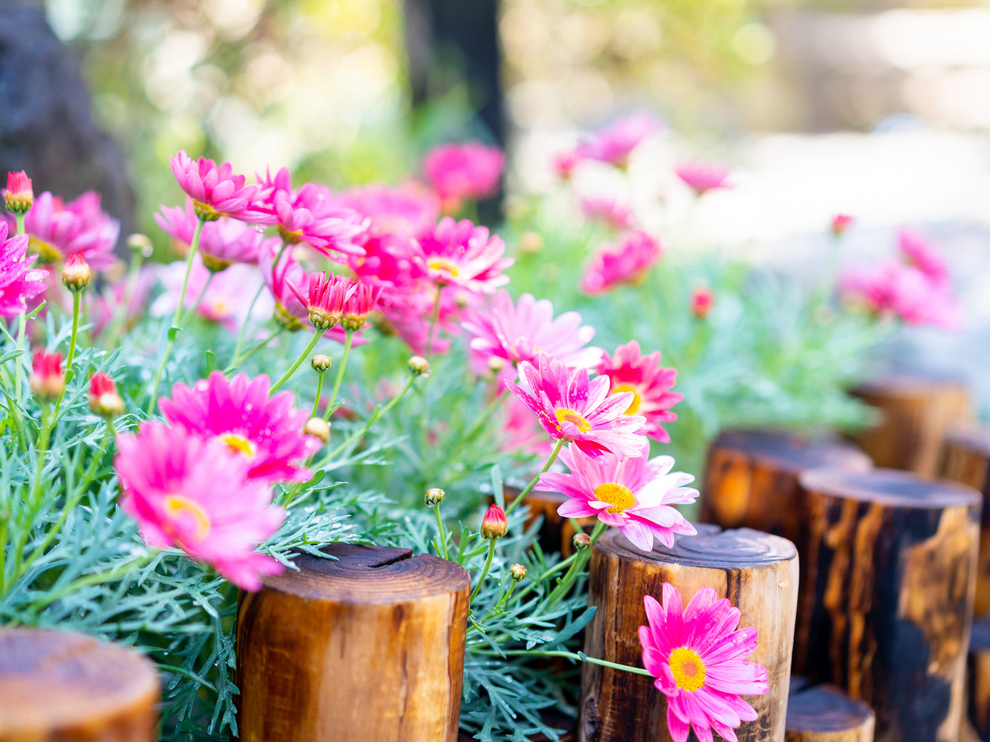 ペット遺骨の納骨(ペット専用の永代供養墓へ納骨)